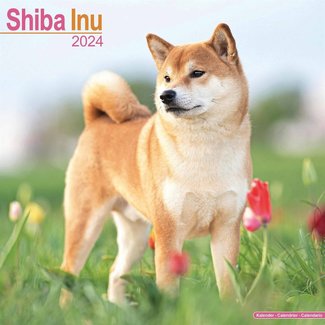 Avonside Shiba Inu Kalender 2024