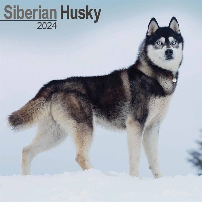 Avonside Siberian Husky Calendar 2024