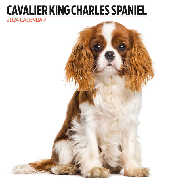 Cavalier King Charles Spaniel Kalender 2024 Modern