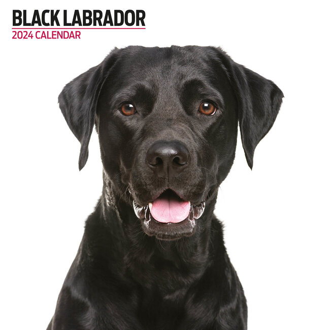 Labrador Retriever Schwarz Kalender 2025 Modern
