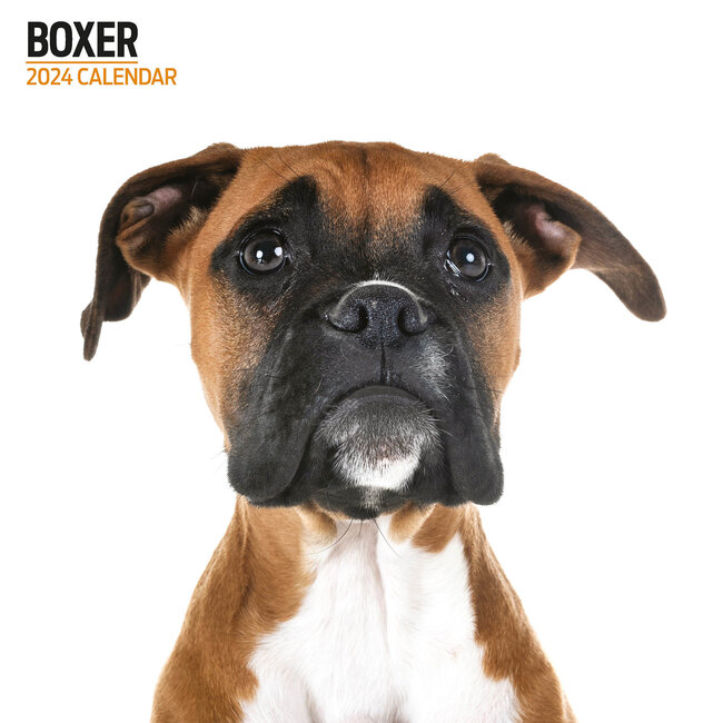 Boxer Calendar 2025 Modern