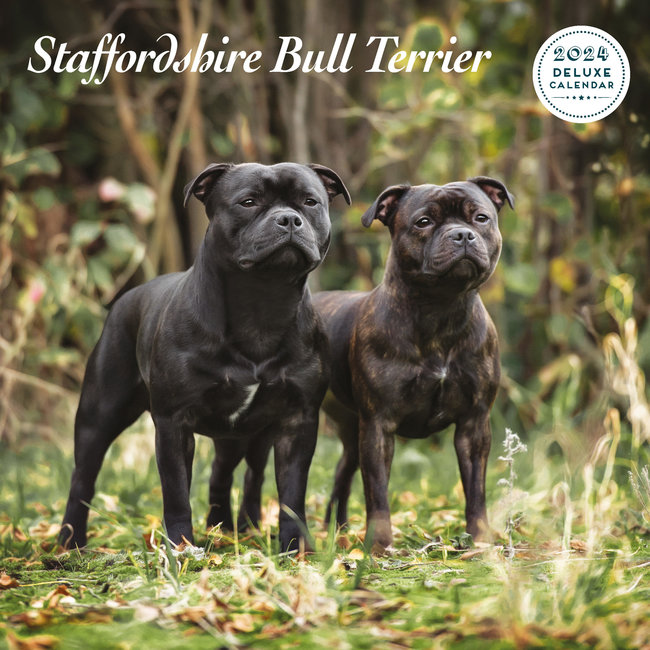 Magnet & Steel Staffordshire Bull Terrier Kalender 2024 Deluxe