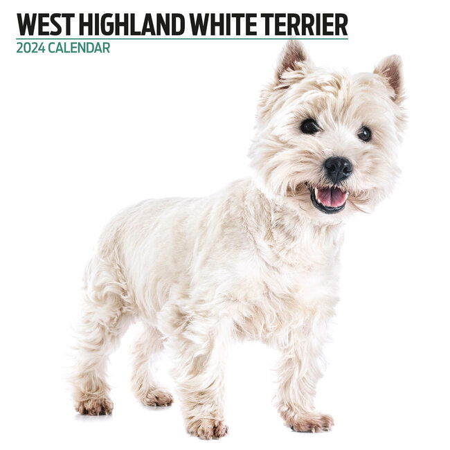 West Highland White Terrier Kalender 2025 Modern