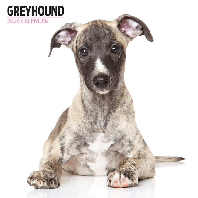 Greyhound Calendar 2025 Modern