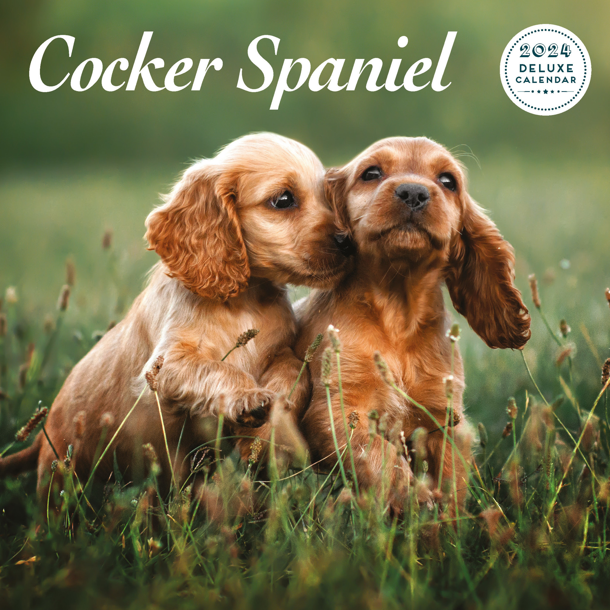 & Steel English Cocker Spaniel Calendar 2024 Deluxe