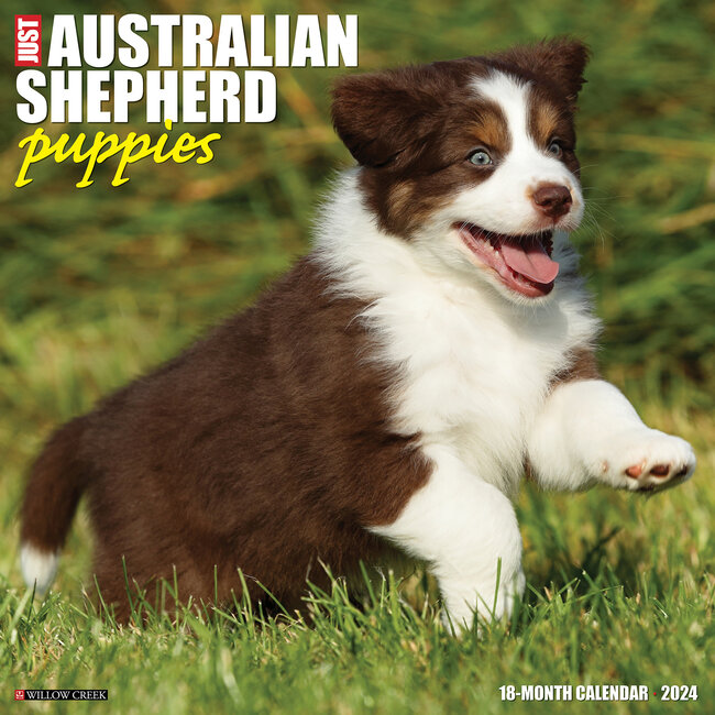 Australian Shepherd Puppies Calendar 2025