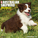 Willow Creek Australian Shepherd Welpen Kalender 2025