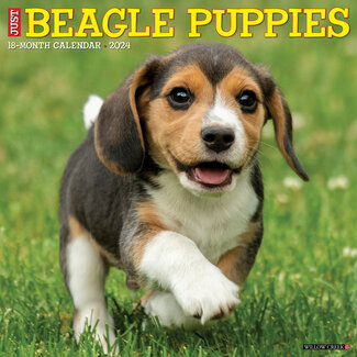 Willow Creek Beagle Puppies Kalender 2024