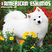 Willow Creek American Eskimo Kalender 2024