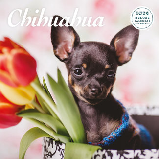 Magnet & Steel Chihuahua Calendar 2024 Deluxe