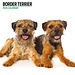 Magnet & Steel Border Terrier Calendar 2024 Modern