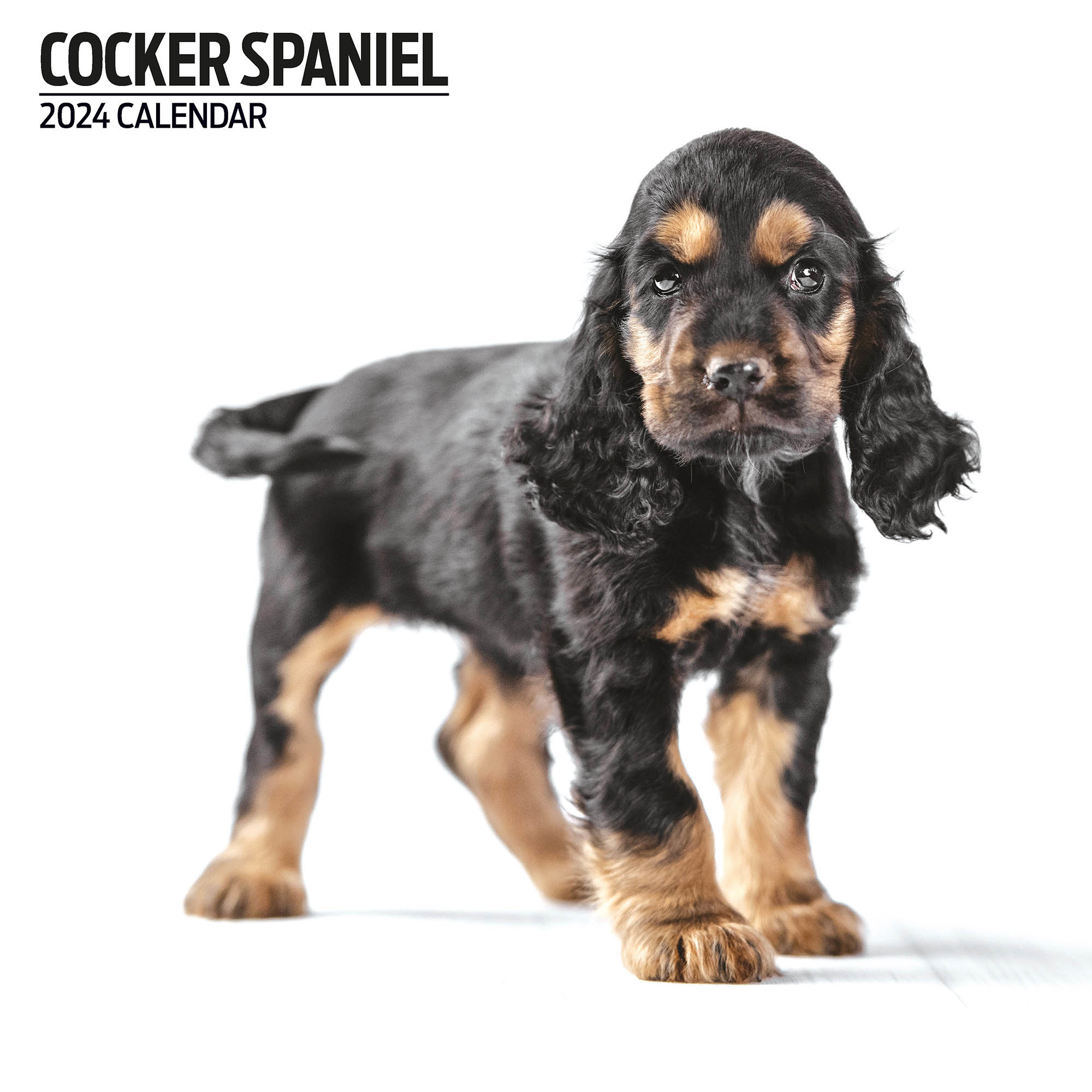 & Steel English Cocker Spaniel Calendar 2024 Modern