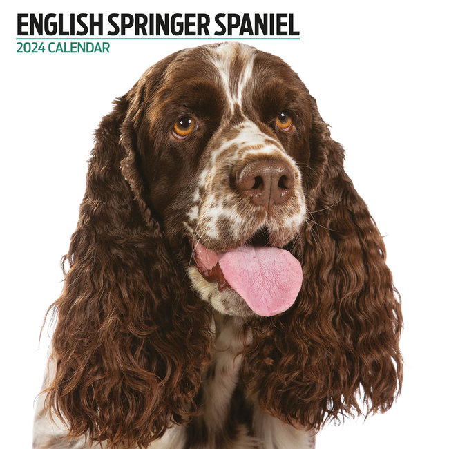 Magnet & Steel Engelse Springer Spaniel Kalender 2024 Modern