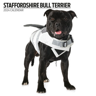 Magnet & Steel Staffordshire Bull Terrier Calendar 2024 Modern
