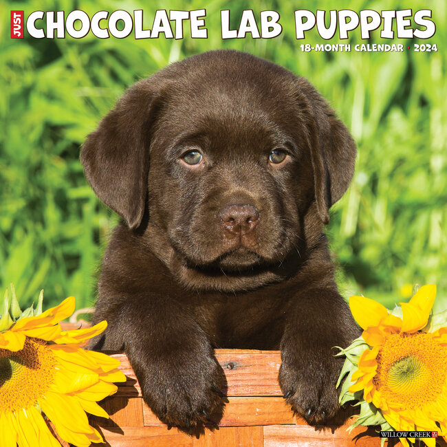 Labrador Retriever Brown Puppies Calendar 2024
