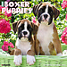 Willow Creek Boxer Puppies Kalender 2024