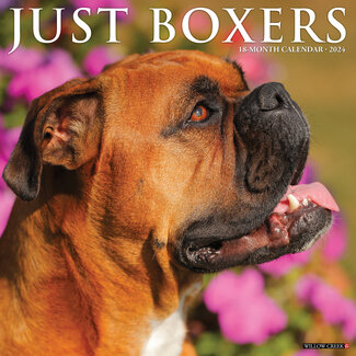 Willow Creek Boxer-Kalender 2024