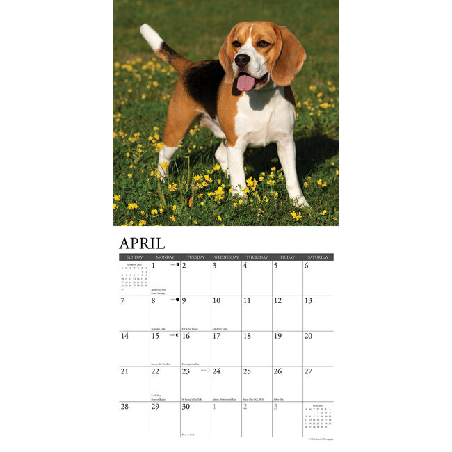 Willow Creek Beagle Calendar 2024 Hondenkalenders.nl