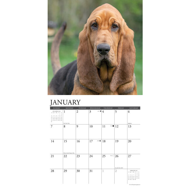 Willow Creek Bloodhound Calendar 2024 Hondenkalenders.nl