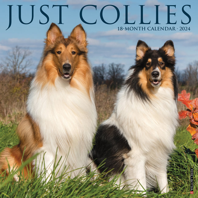 Willow Creek Collie - Schotse Herder Kalender 2024