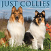 Willow Creek Collie - Schottischer Schäferhund Kalender 2024