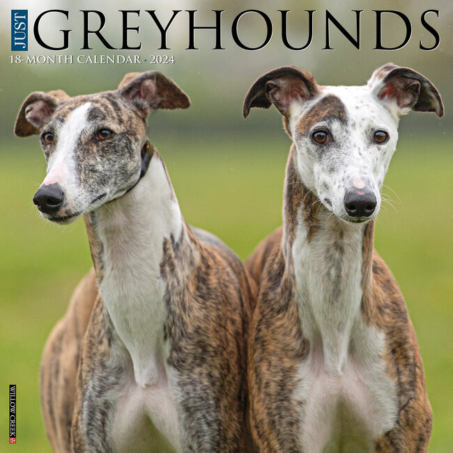 Greyhound Kalender 2024
