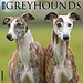 Willow Creek Greyhound Calendar 2024