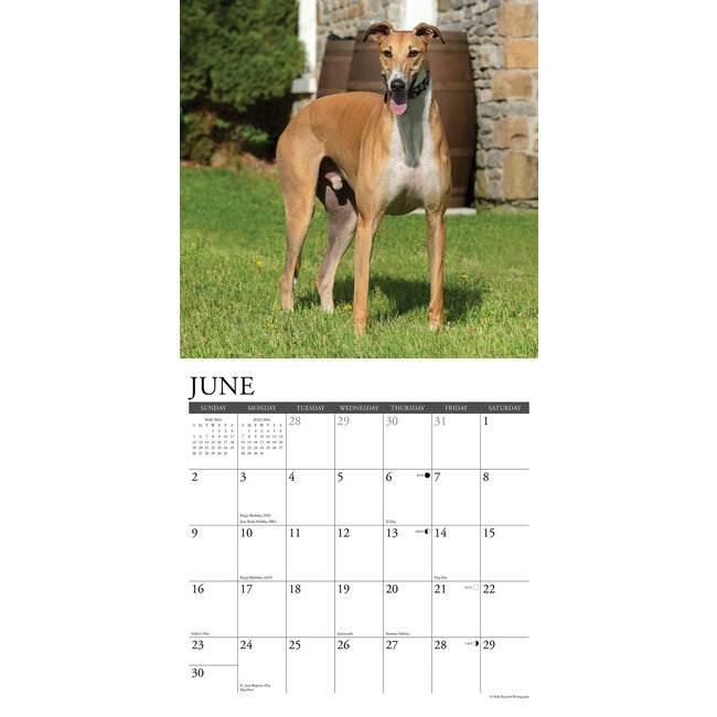 Willow Creek Greyhound Calendar 2024 Hondenkalenders.nl