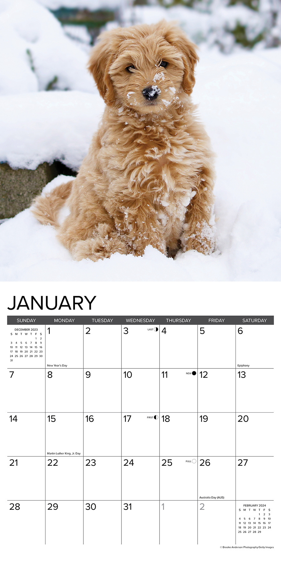 Goldendoodle Calendar 2024 