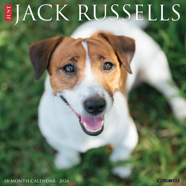 Jack Russell Terrier Calendar 2024