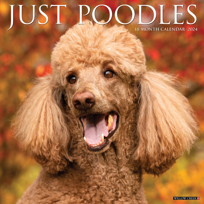 Buy Poodle Calendar 2024 Order Easily Online Hondenkalenders nl Buy Poodle Calendar 2024 Order Easily Online Hondenkalenders nl