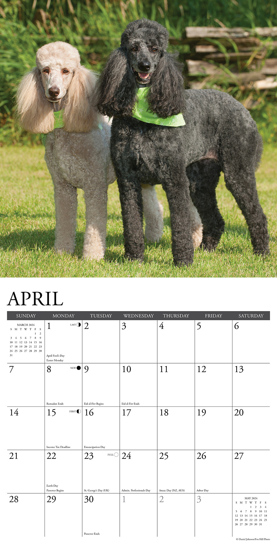 Buy Poodle Calendar 2024 Order Easily Online Hondenkalenders nl Buy Poodle Calendar 2024 Order Easily Online Hondenkalenders nl
