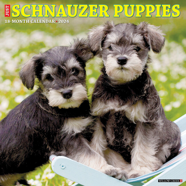 Schnauzer Puppies Kalender 2024