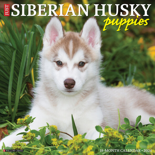 Willow Creek Siberian Husky Puppies Calendar 2024
