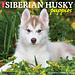 Willow Creek Siberian Husky Welpen Kalender 2024