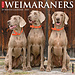 Willow Creek Weimaraner Kalender 2024