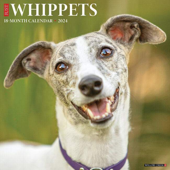 Buying Whippet Calendar 2024 simply order online Hondenkalenders.nl