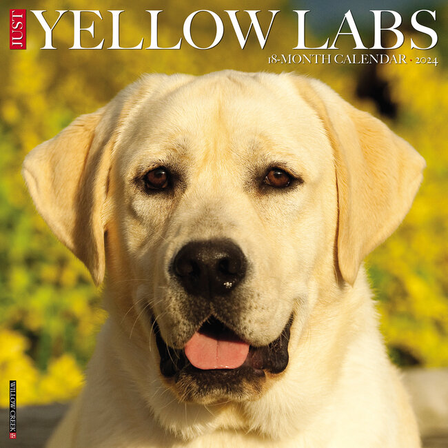 Labrador Retriever Blond Kalender 2024