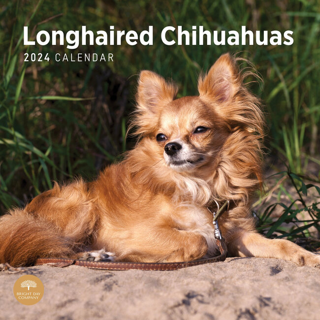BrightDay Chihuahua Longhair Calendar 2024