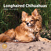 BrightDay Chihuahua Langhaar Kalender 2024