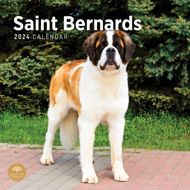 BrightDay Saint Bernard Calendar 2024 Hondenkalenders.nl