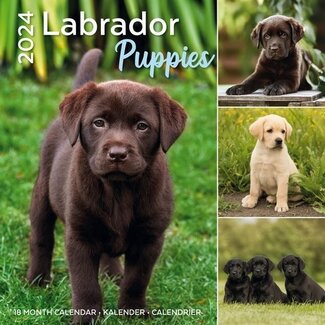 Plenty Gifts Labrador Retriever Puppies Calendar 2024