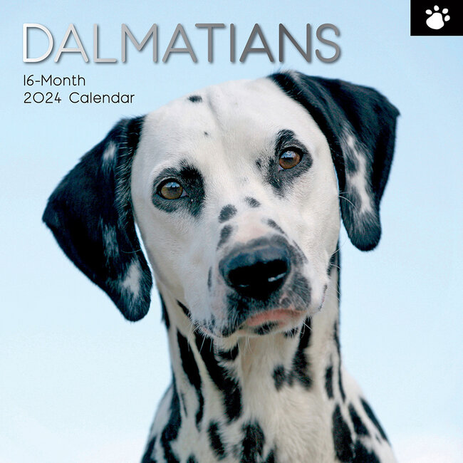 The Gifted Stationary Dalmatier Kalender 2024
