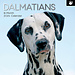 The Gifted Stationary Dalmatian Calendar 2025
