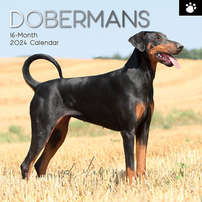 Buy Doberman Calendar 2024? Order online quickly and easily