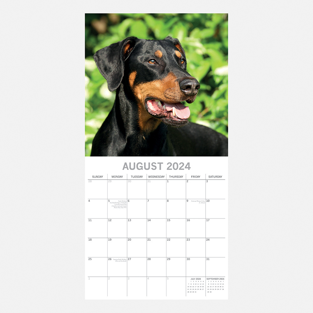 Buy Doberman Calendar 2024? Order online quickly and easily