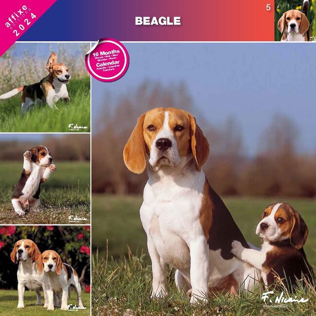 Affixe Editions Beagle Calendar 2024