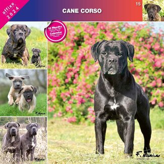 Affixe Editions Cane Corso Calendar 2024