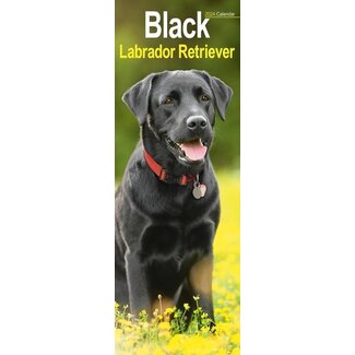 Avonside Labrador Retriever Calendar Black 2025 Slimline