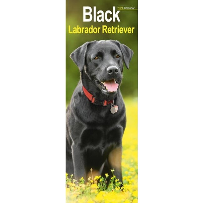 Labrador Retriever Calendar Black 2025 Slimline